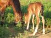horse baby