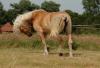 big mane horse 