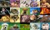 Beautiful Animal Collage