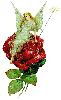 Green Fairy on Rose