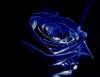 Dark and Beautiful Rose