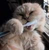 toothrush cat
