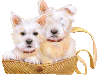 white pupps in a purse