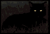 Black cat in dark or light day
