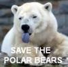 Save the polar bears