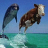 Cow-Dolphin?
