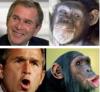 George Bush monkey