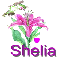 shelia