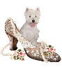 puppy in a shoe