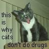 Why cats don't do drugs