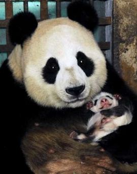 panda