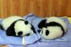 napping baby pandas