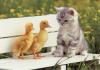 Kitten and ducks