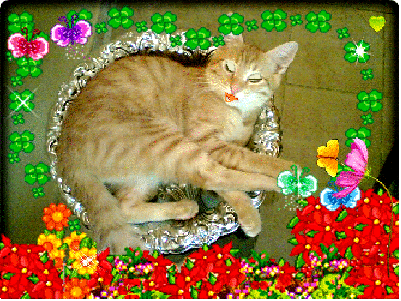 my cat i love him