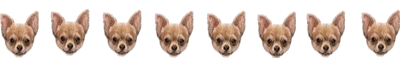 Chihuahua Divider