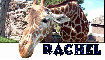 Giraffe + Rachel