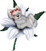 creddy girl bear on a flower