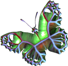 Green Teal Butterfly