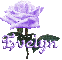 purple rose evelyn