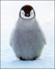 Penguin cutey