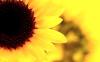 beautifull sunflower