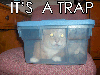 traped kitten