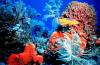 Coral Reef with Fish
