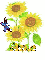 ann sun flower
