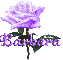purple rose barbara