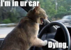 in ur car, DYING!!!