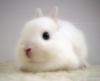 white rabbit cute