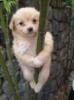 Dog hanging on a tree