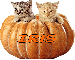 Cats in a Pumpkin - Iris