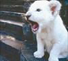 cute white lion cub