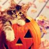 hallowen kitty