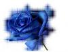  blue rose dew