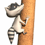raccoon climbing