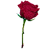 a simple red rose
