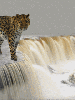 waterfall leopard