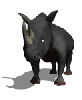 rhinocerus