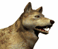wolf avatar