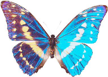 iridescent blue butterfly
