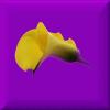 Yellow calla lilly