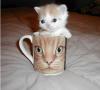 cat on cup