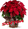 Christmas Flower - Sophia