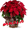 Christmas Flower - Marla