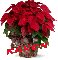 Christmas Flower - Karen