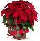 Christmas Flower - Jane