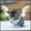 angel kitten avatar