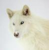 white wolf/blue eyes
